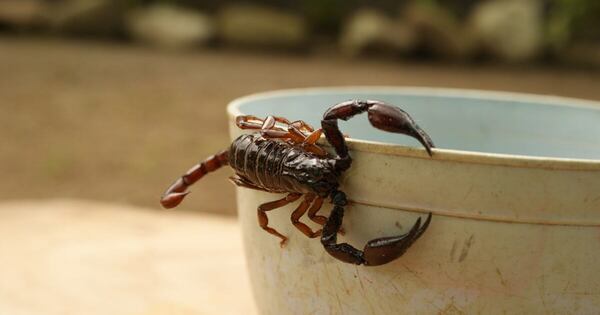 La Nación / Salud alerta sobre el peligroso aumento de picaduras de alacranes en 2025