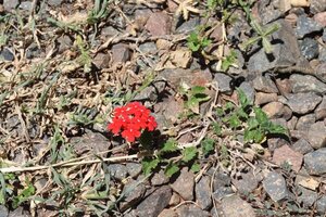 La naturaleza indócil: el auge de las plantas que colonizan la ciudad