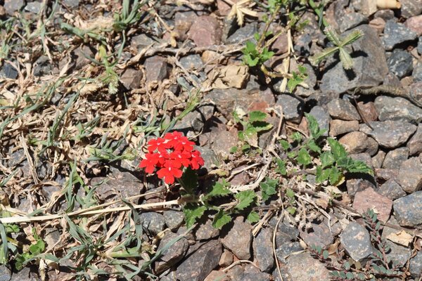 La naturaleza indócil: el auge de las plantas que colonizan la ciudad