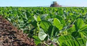 La Nación / Cosecha de soja podría retrasarse debido a las temperaturas frescas