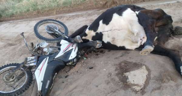 La Nación / Un motociclista resultó gravemente herido tras chocar con una vaca