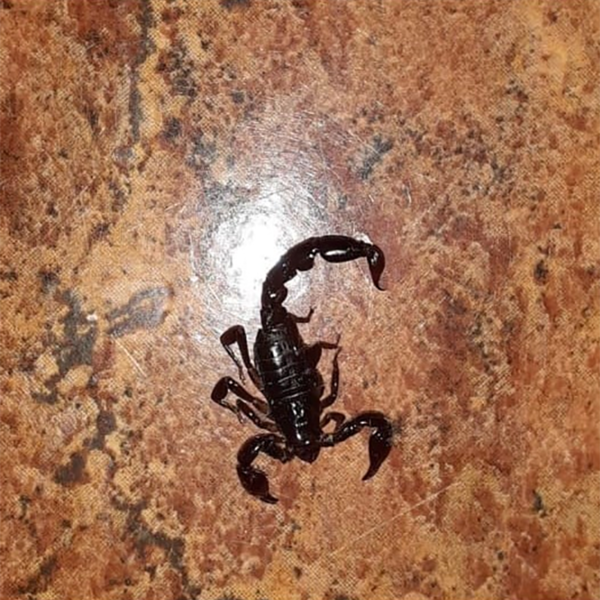 Ojo con el alacrán: Salud recomienda precaución para evitar picaduras