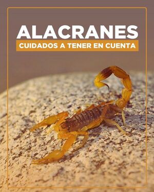 Alacranes: ¿qué hacer si aparece en la casa?