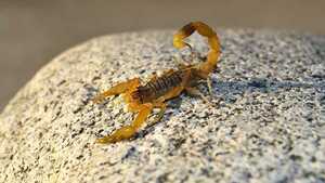 Salud advierte sobre aumento de aparición de alacranes - trece