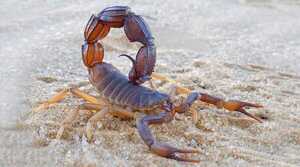 Aparición de alacranes va en aumento: piden extremar cuidados para evitar picaduras | Unicanal