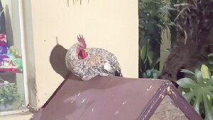 Gallo policía: “Tienen prohibido hacerle tallarín”