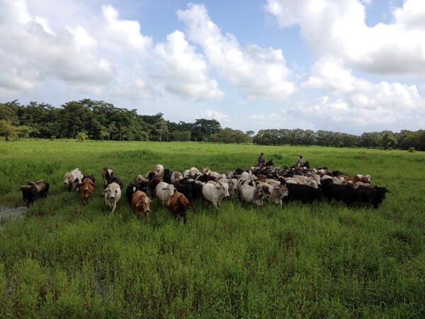 Abigeato: una amenaza que traba el desarrollo ganadero nacional