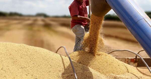 La Nación / La cosecha de soja de zafra 2025/26 podría retrasarse