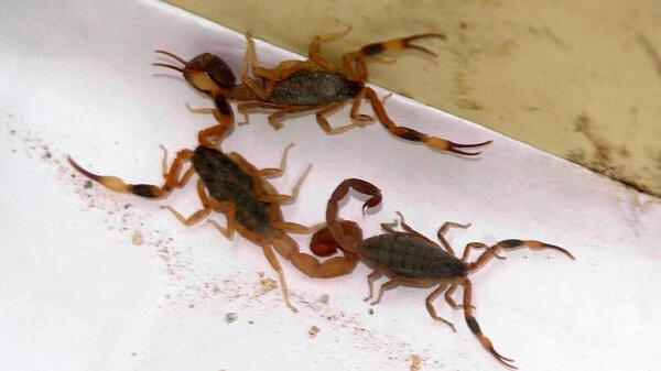 Popular / Aumentaron hína ataque de alacranes, alertan