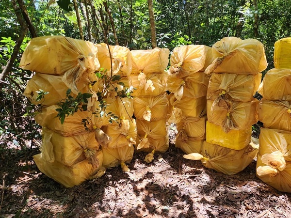 SENAD desmantela gran estructura de producción de marihuana en Concepción