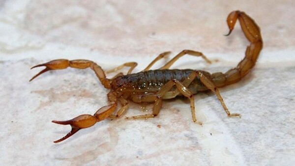 Popular / ¡Cháke! ¡Ya hay más de 800 casos de picaduras de alacranes!