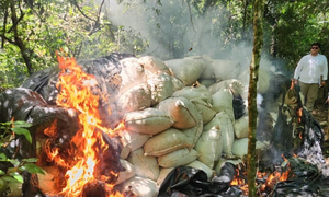 Senad destruye casi 8 toneladas de marihuana en Yby Yaú - OviedoPress