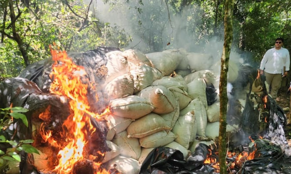 Senad destruye casi 8 toneladas de marihuana en Yby Yaú - OviedoPress