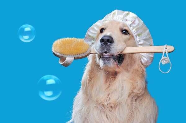 ¿Por qué la piel de mi perro se irrita tras el baño? Claves para prevenirlo - Mascotas - ABC Color