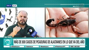 Más de 800 casos de picaduras de alacranes en lo que va del año