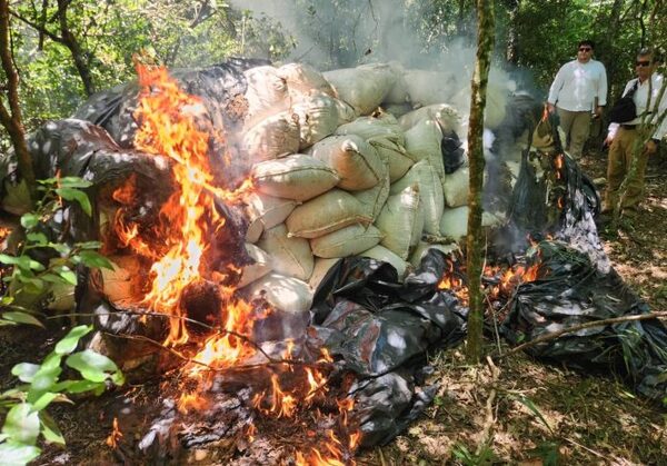 Destrucción de gran estructura de producción de marihuana causa pérdida de USD 1.183.000 al narcotráfico