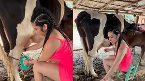 Modelo dará un curso de cómo ordeñar vacas