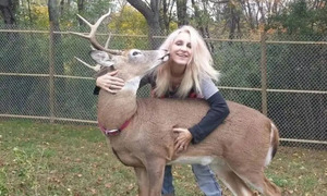 Ohio: Mujer muere atacada por ciervo que rescató - OviedoPress