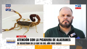 Alerta por alacranes y escorpiones: destacan medidas de prevención y protocolo médico