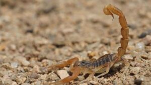 Paraguay registra más de 800 casos de picaduras de alacranes y podría aumentar a fin de año