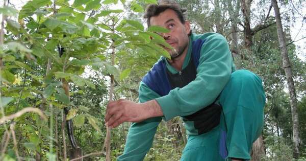 La Nación / Reglamentación de la UE sobre reforestación podría no entrar en vigencia