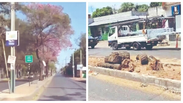 Indignación por tala de árboles de tajy en paseo central de Villa Elisa