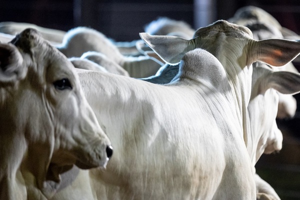 Senacsa oficializa el calendario del primer periodo de vacunación contra la Fiebre Aftosa 2026