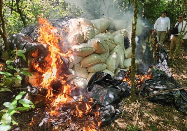 Destrucción de gran estructura de producción de marihuana causa pérdida de USD 1.183.000 al narcotráfico