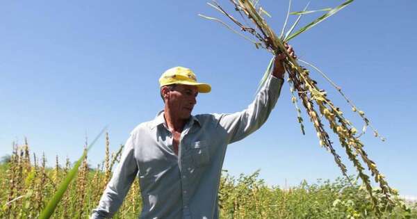 La Nación / Asalariados privados registrados crecieron 7,6 %, pero tasa de informalidad agrícola sigue alta