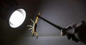 La Nación / Alacranes pueden ser detectados con luz ultravioleta, afirma experto