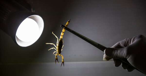 La Nación / Alacranes pueden ser detectados con luz ultravioleta, afirma experto