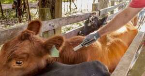 La Nación / Vacunación contra aftosa iniciará el 16 de febrero del 2026