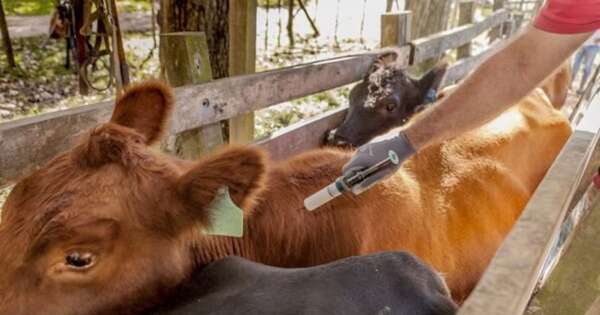 La Nación / Vacunación contra aftosa iniciará el 16 de febrero del 2026