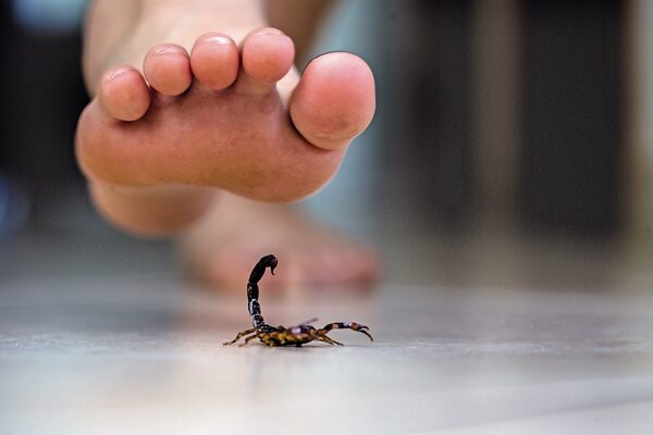 ALACRANES: ¿QUÉ HACER SI APARECE EN LA CASA?