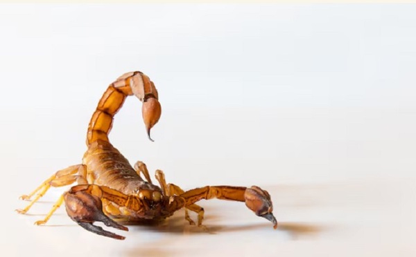 Salud advierte por picaduras de alacranes en verano