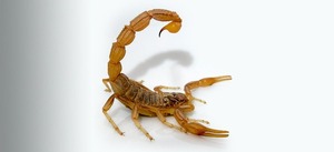 Recomiendan poner hielo sobre la herida de inmediato ante picadura de alacrán