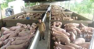 La Nación / Arancel cero de Taiwán impulsa la industria porcina paraguaya