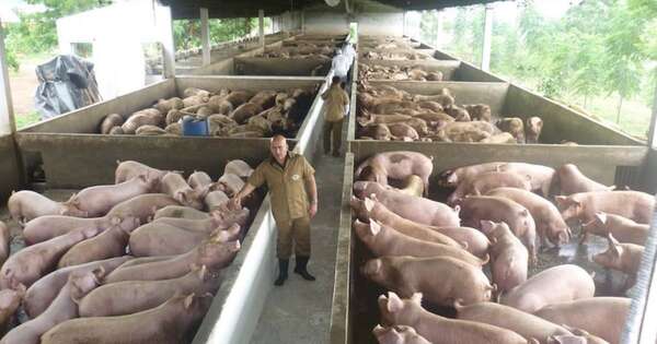 La Nación / Arancel cero de Taiwán impulsa la industria porcina paraguaya