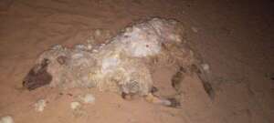 Santa Rosa: productor denuncia nuevo ataque de perros a su corral de ovejas - Nacionales - ABC Color