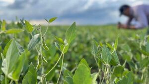 UE podría aplazar reglamento sobre deforestación: sectores agroganaderos atentos