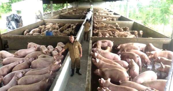 La Nación / El arancel cero de Taiwán impulsa la industria porcina