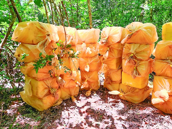 SENAD Requisa Casi 8 Toneladas de Marihuana en Yby Yaú