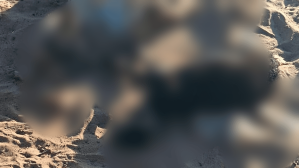 Perros vuelven a atacar a ovejas de raza en una estancia de Misiones - Noticiero Paraguay