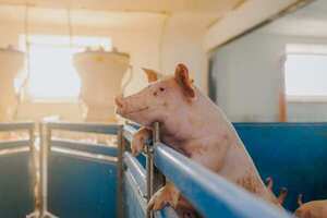 Industria porcina paraguaya proyecta crecimiento exponencial