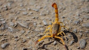 Aumenta riesgo de picadura por alacranes en época de calor