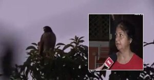 Vecinos dicen sufrir ataque de taguatós en Ñemby