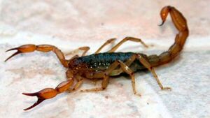 Alerta por aumento de picaduras de alacranes: ¿Qué hacer y a dónde recurrir?