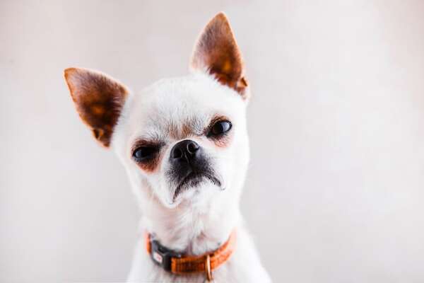 La genética de los perros: cómo los lobos influyen en su comportamiento actual - Ciencia - ABC Color