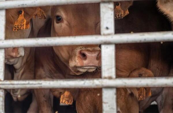 Exportar animales vivos, un «riesgo innecesario», afirman