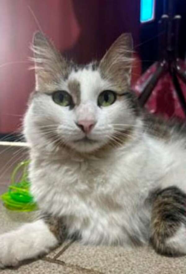 Kira - Encontrá a tu mascota - ABC Color